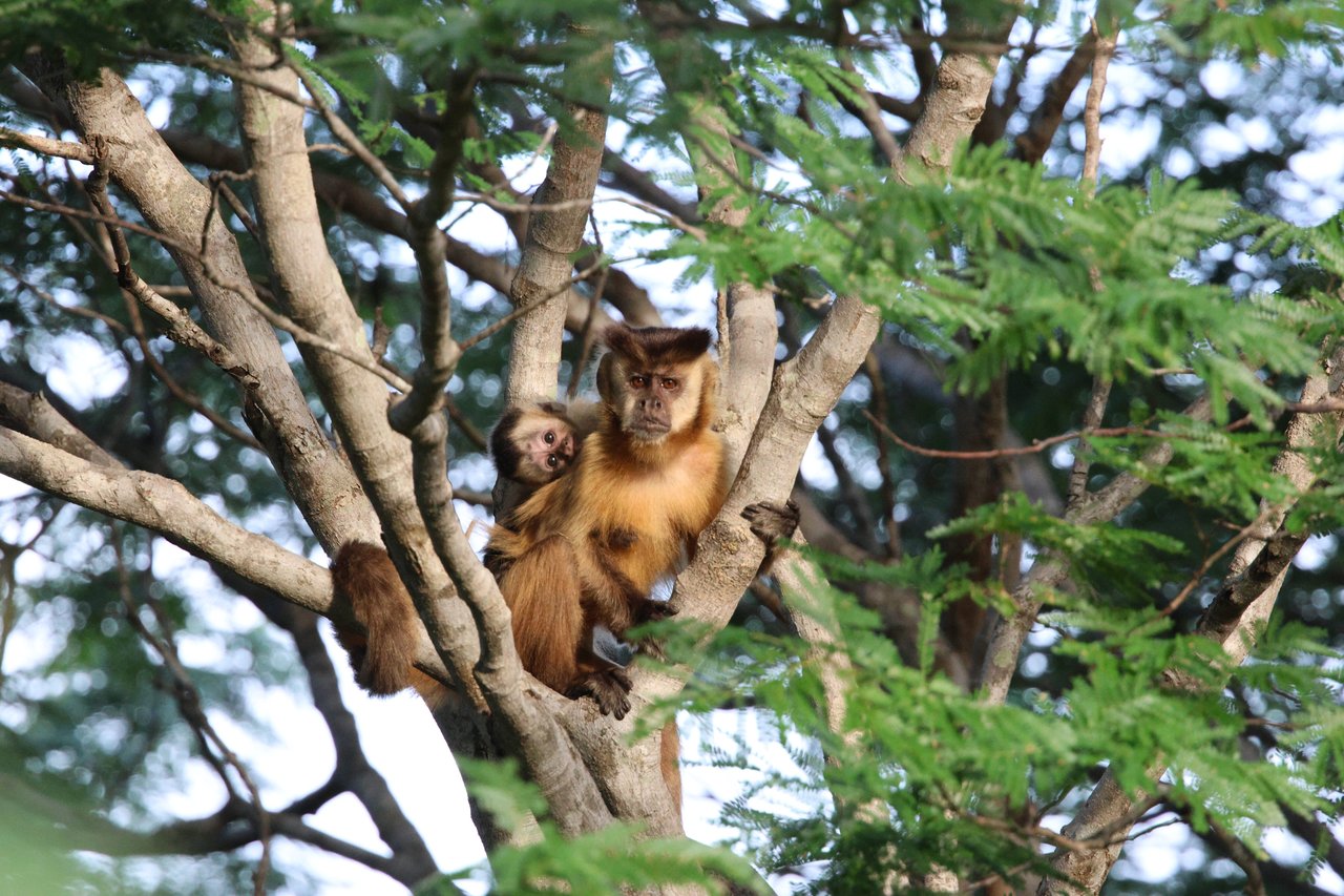 Monkey Holding baby monkey in tree