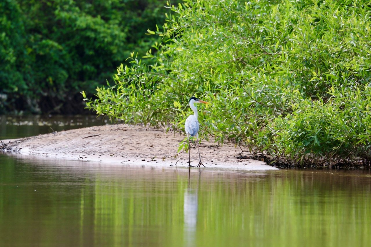 Bird amongst wetlands