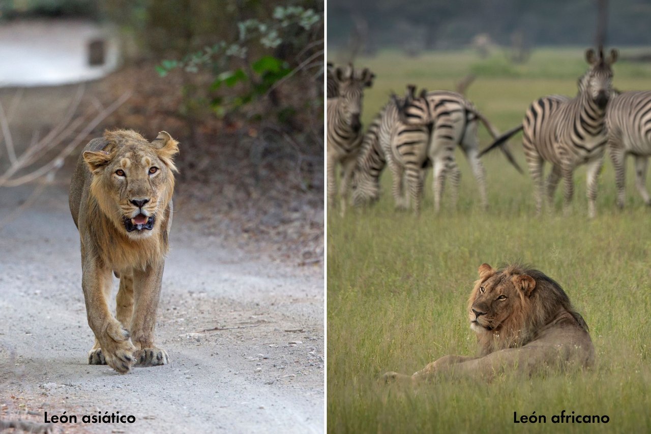 Imagen muestra los dos tipos de leones existentes: asiático y africano.