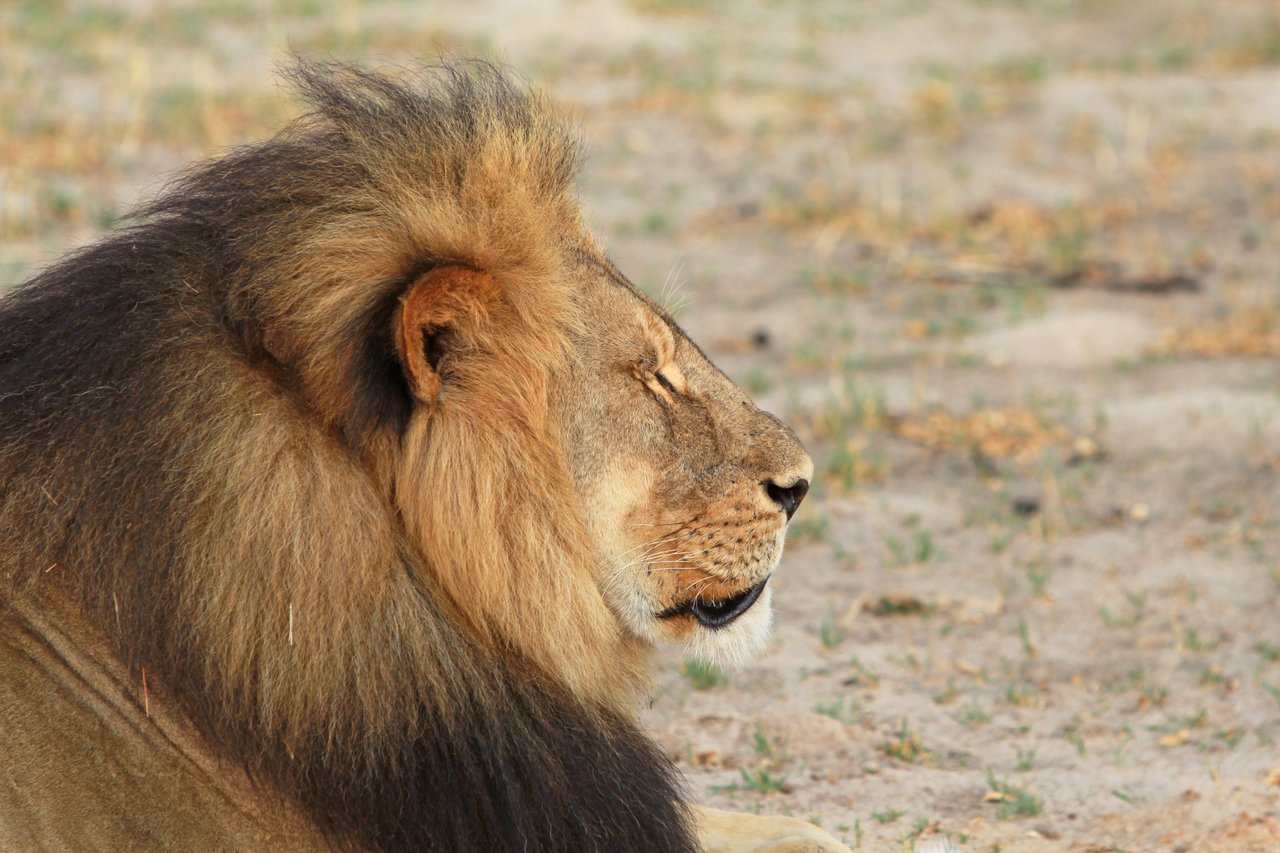 Una acercamiento al rostro del león Cecil
