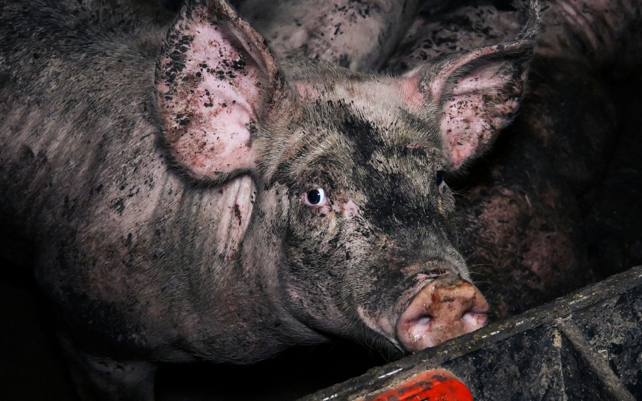 Un cerdo mira con miedo en una granja industrial.