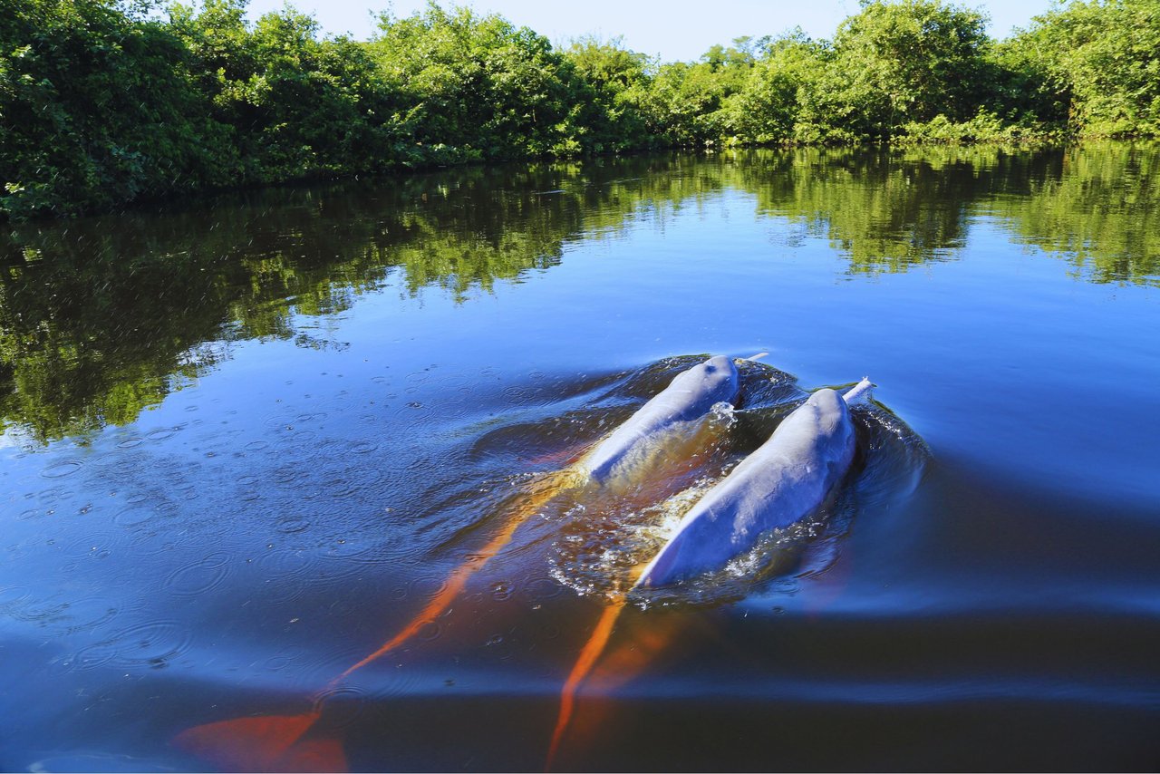 Dos delfine rosados nadan juntos en el Amazonas