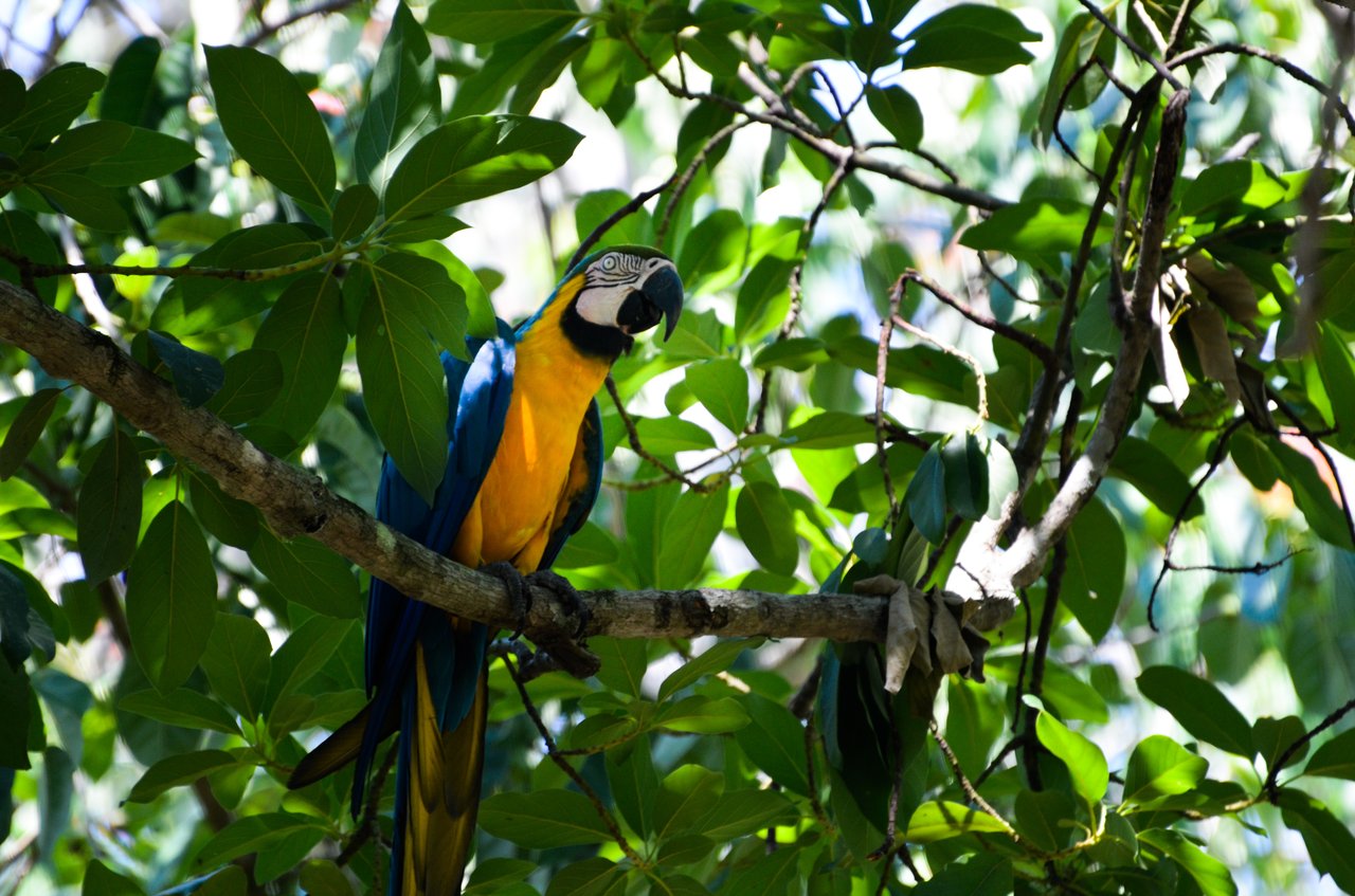 Guacamaya azul y amarilla silvestre (Ara ararauna) entre el follaje en el Pantanal, Brasil.