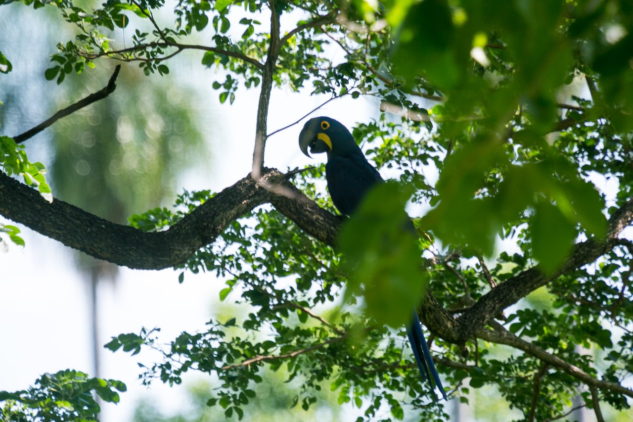 Guacamaya jacinto silvestre (Anodorhynchus hyacinthinus) en un árbol del Pantanal, Brasil.
