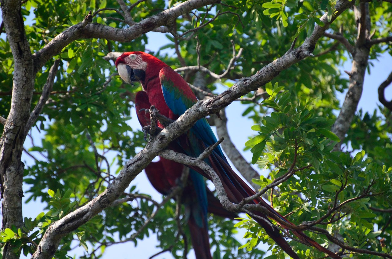 Guacamaya roja y verde silvestre (Ara chloropterus) en su hábitat natural, Pantanal, Brasil.
