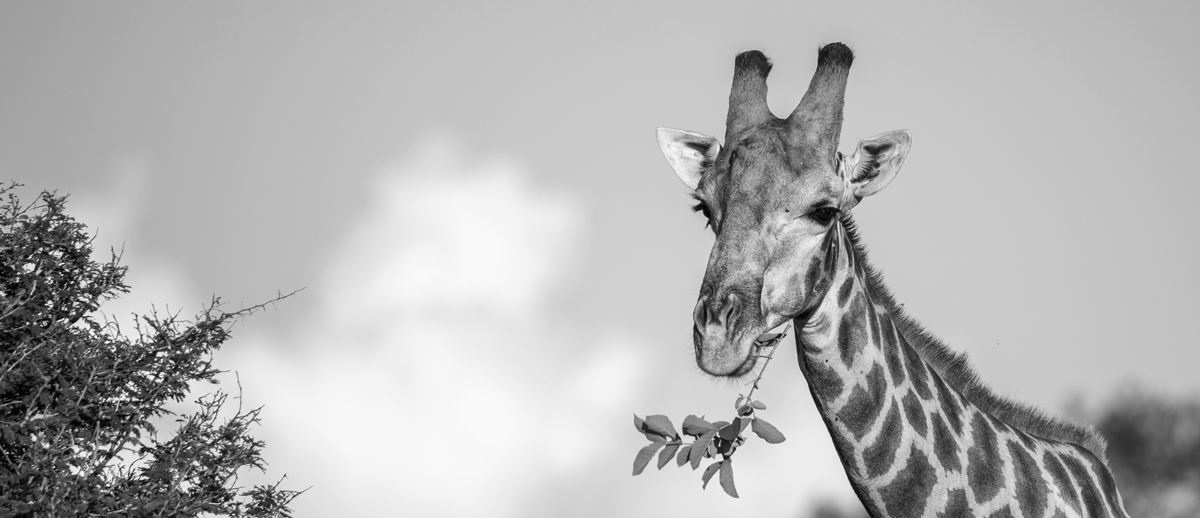 Jirafa salvaje en el Parque Nacional Hwange, Zimbabwe