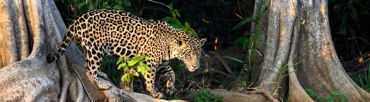 Un jaguar merodea libre en la naturaleza