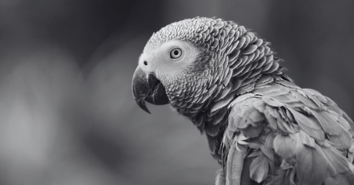 Un loro gris africano- Día Mundial del Loro