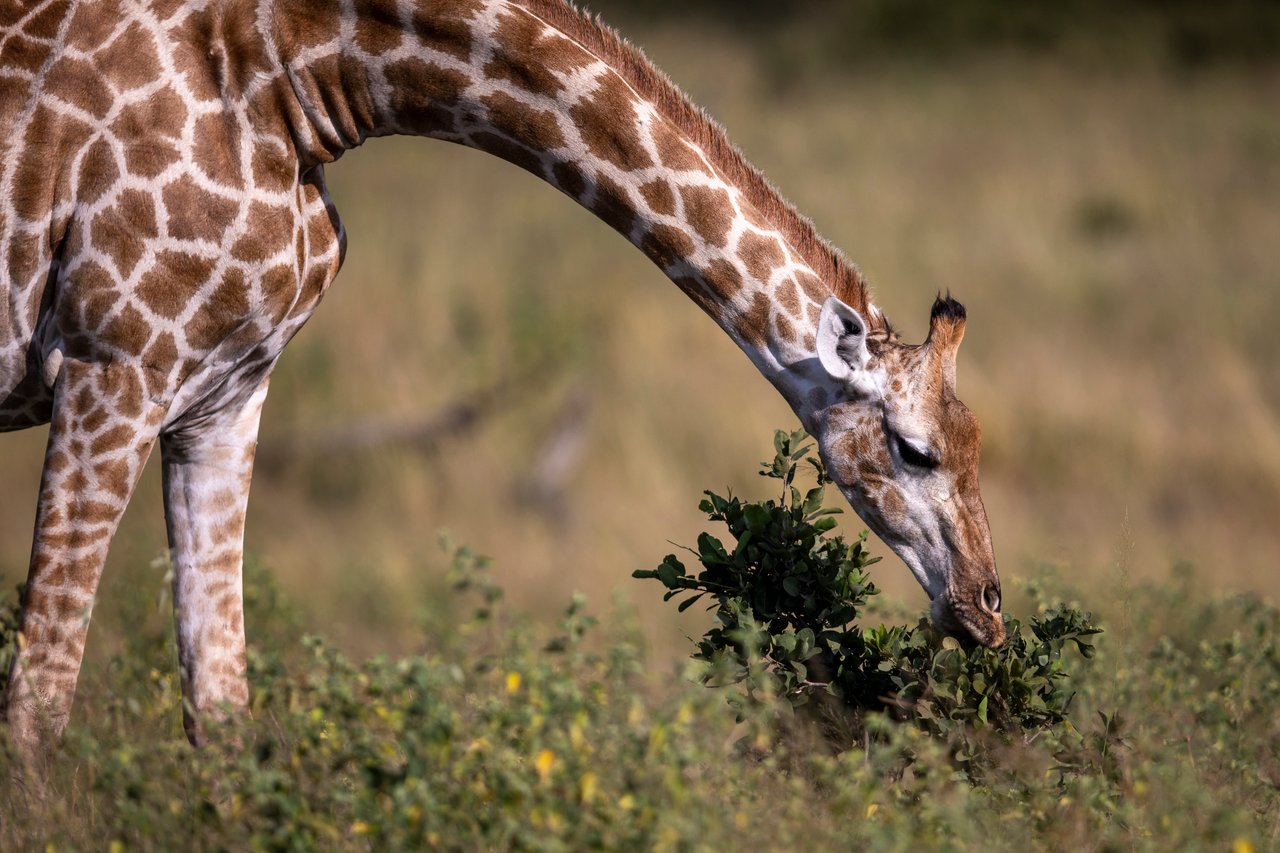 Jirafa silvestre inclinando el cuello para alimentarse de arbustos en una llanura del Parque Nacional Hwange, Zimbabue.