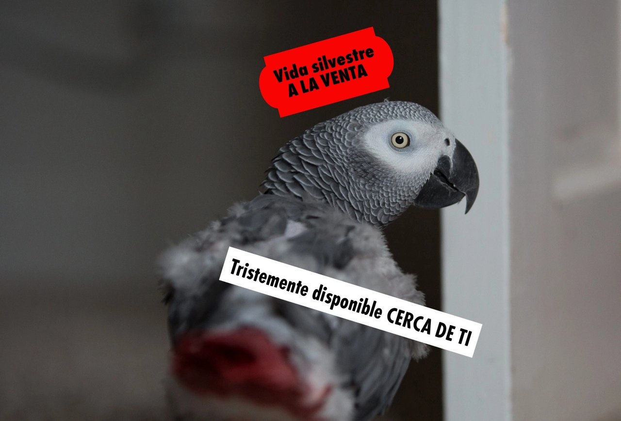 Anuncio de la campaña Vida Silvestre No Mascotas de World Animal Protection