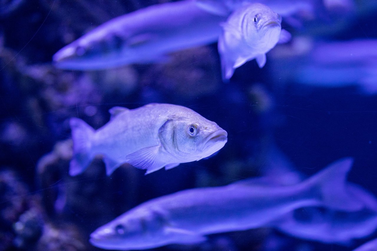 Grupo de peces nadando en un acuario iluminado en tonos azules, representando la vida marina y la posibilidad de sintiencia en los peces