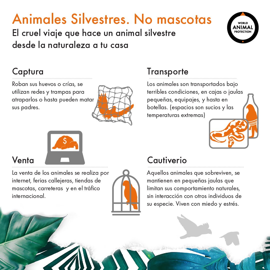 El cruel viaje que hace un animal silvestre desde la naturaleza hasta convertirse en una mascota exótica.