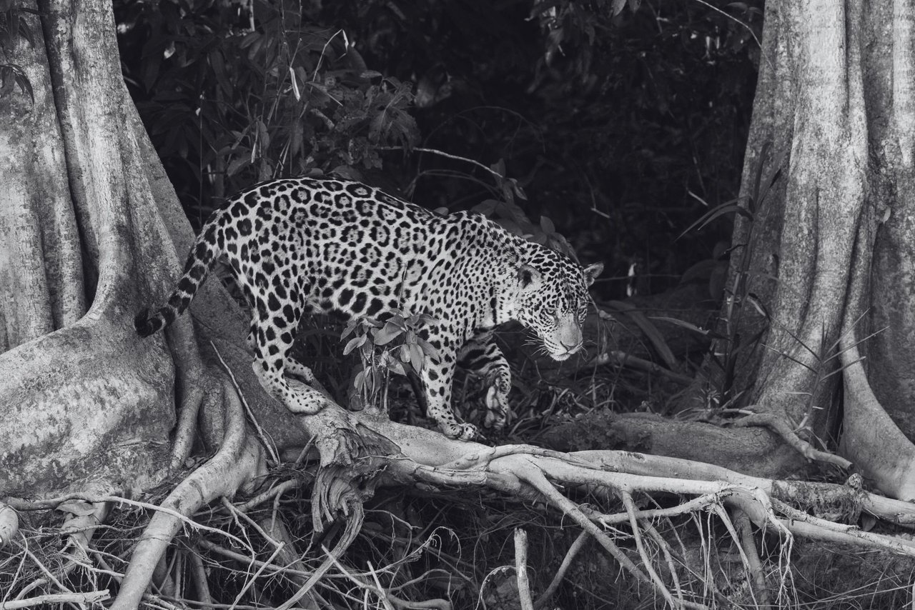 Un jaguar camina en Pantanal, Brasil