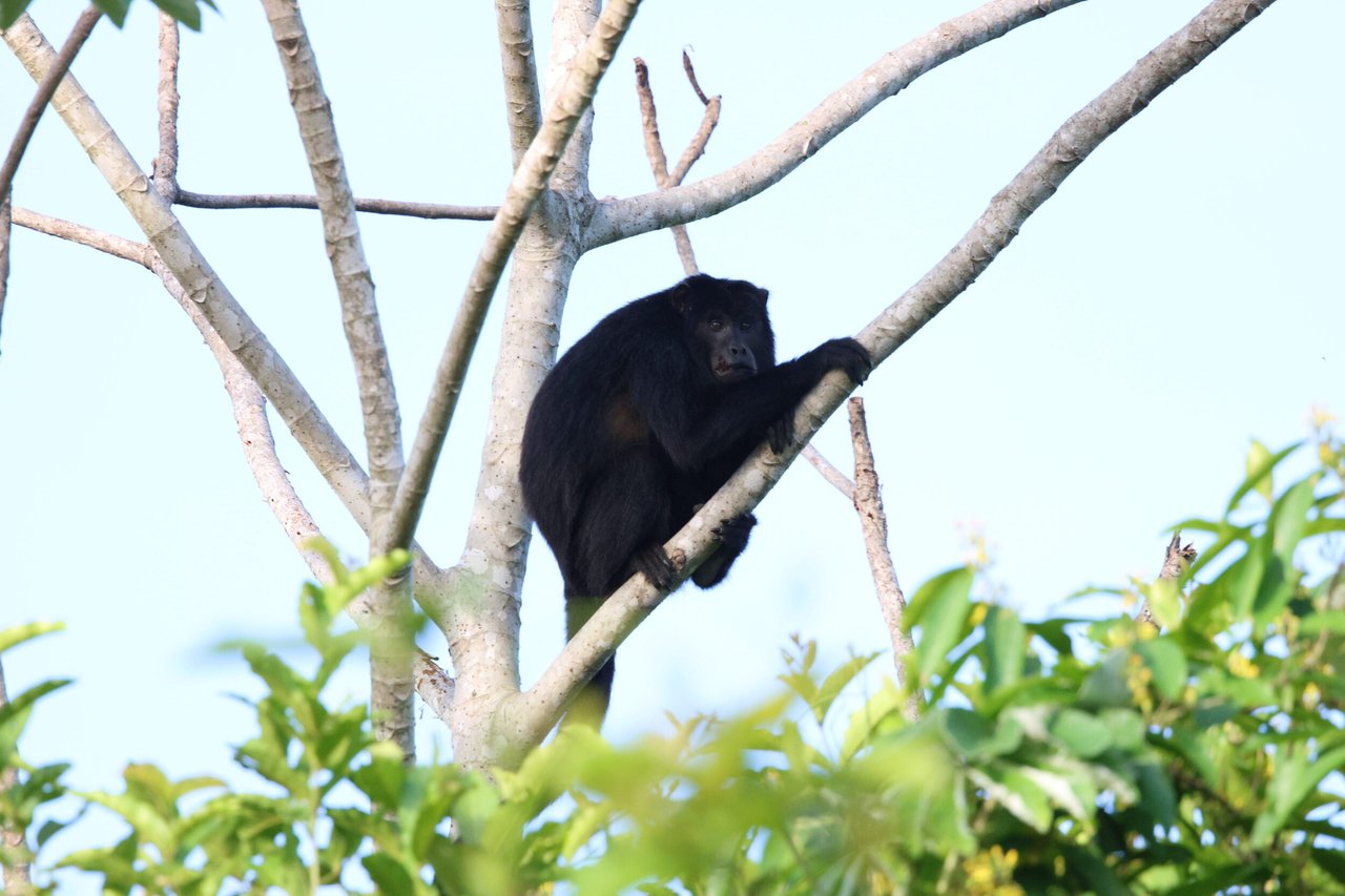Un mono aullador negro (Alouatta caraya) descansa en la rama de un árbol en Brasil. La foto muestra su pelaje oscuro, su mirada pensativa y el follaje verde que lo rodea. Es una imagen de la vida salvaje del Pantanal.