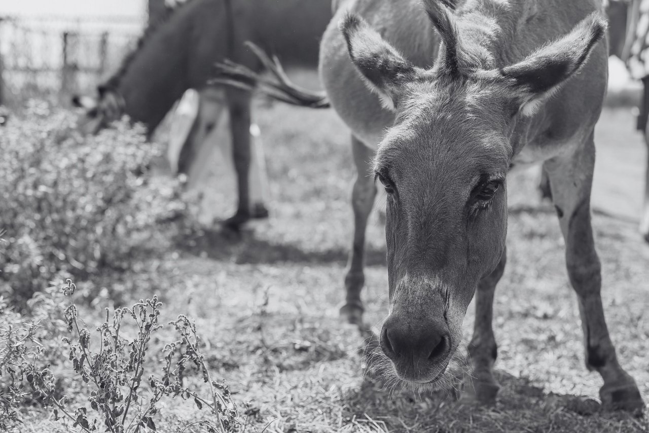 Un burro rescatado de un santuario mira a la cámara