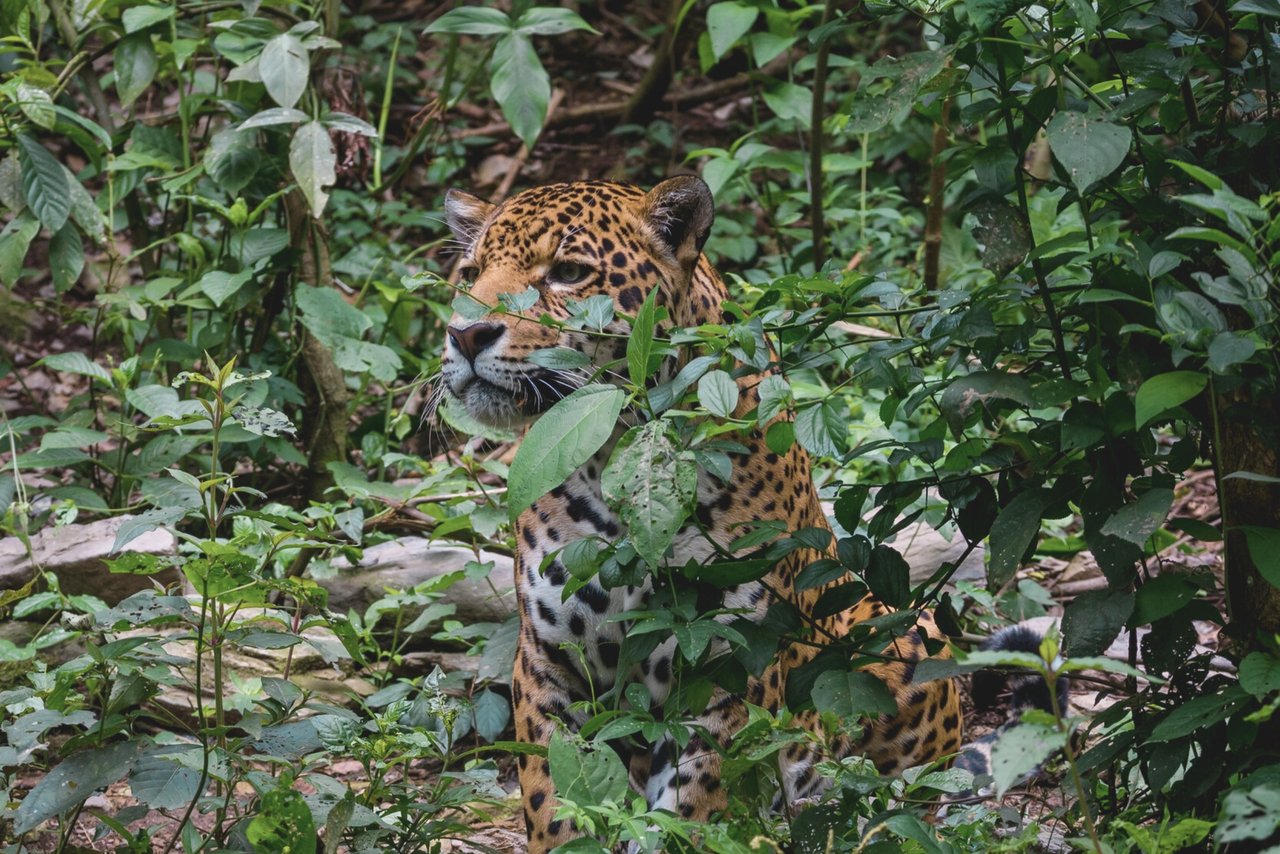 Fotos de un jaguar rescatado tomadas en Senda Verde. Bolivia - World Animal Protection