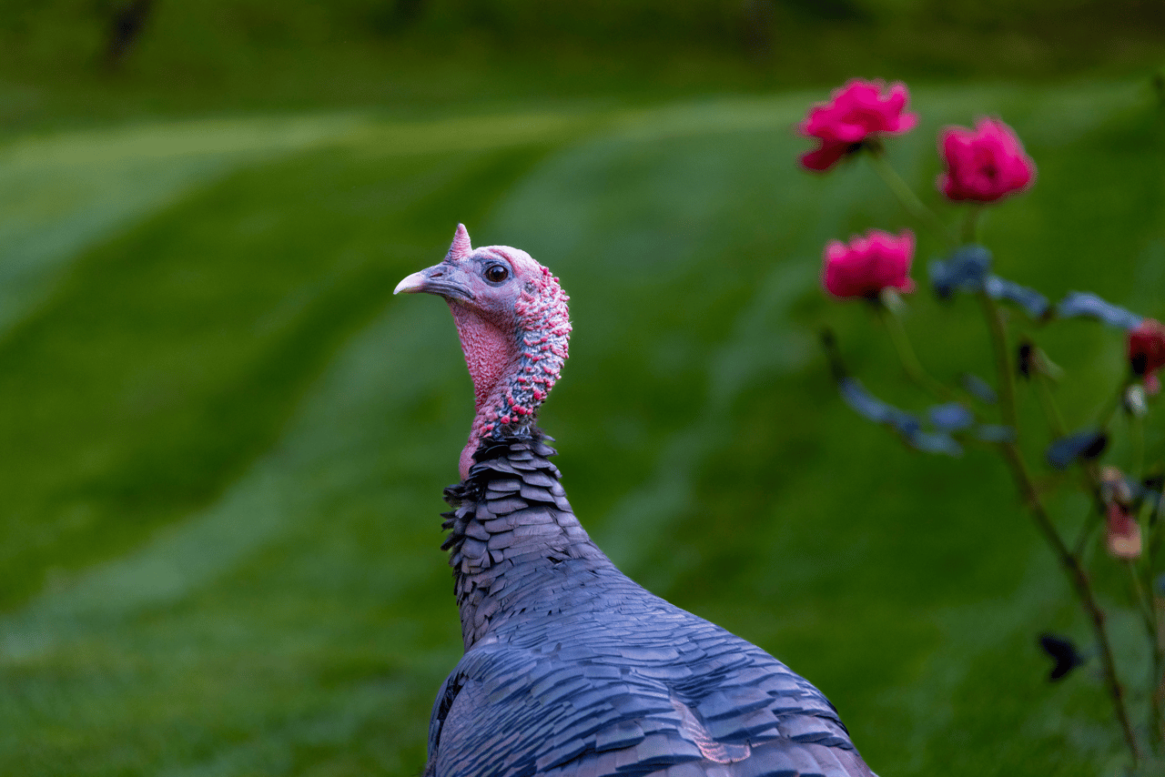 Acercamiento a la cara de un pavo silvestre.