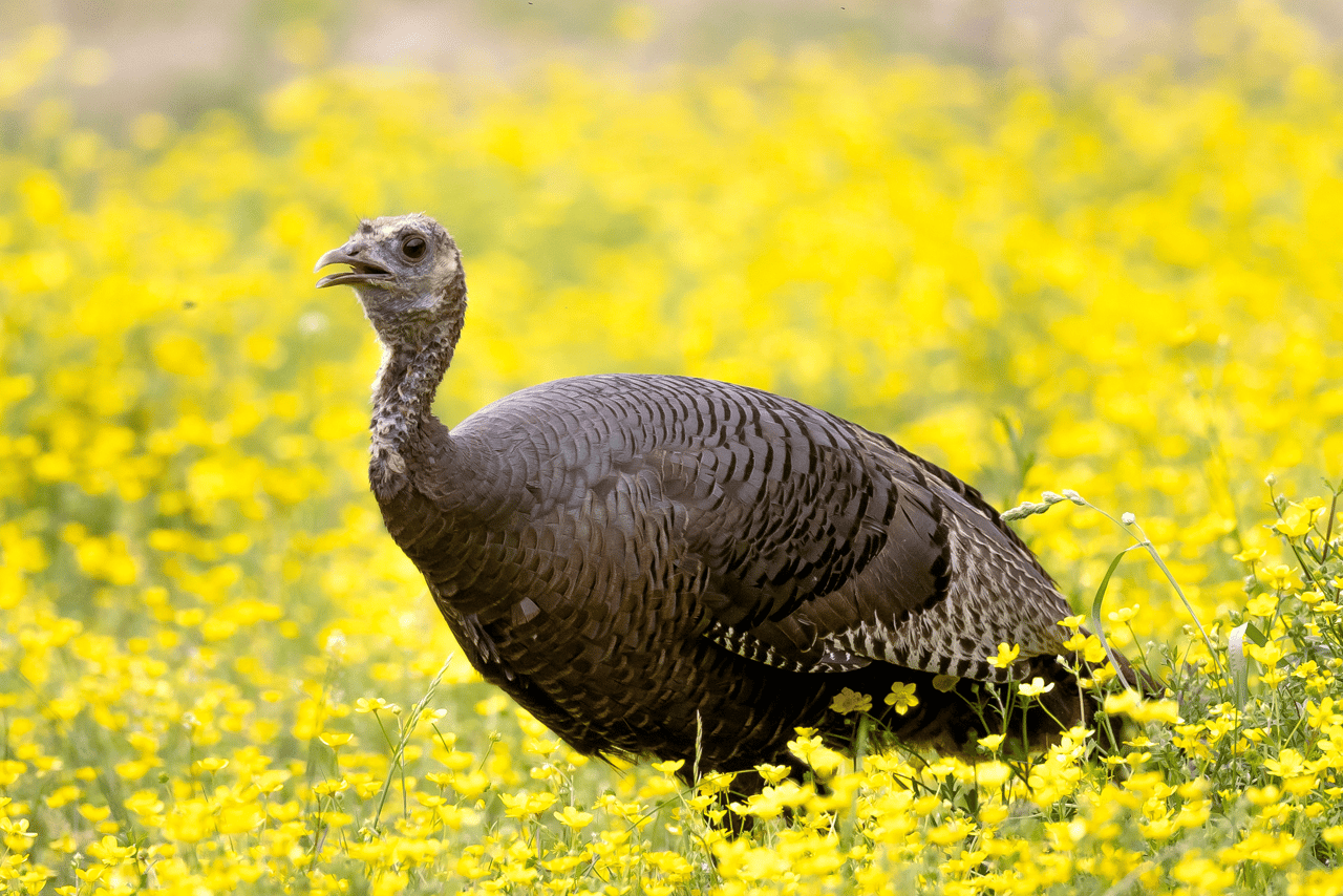 Un pavo silvestre en su hábitat natural