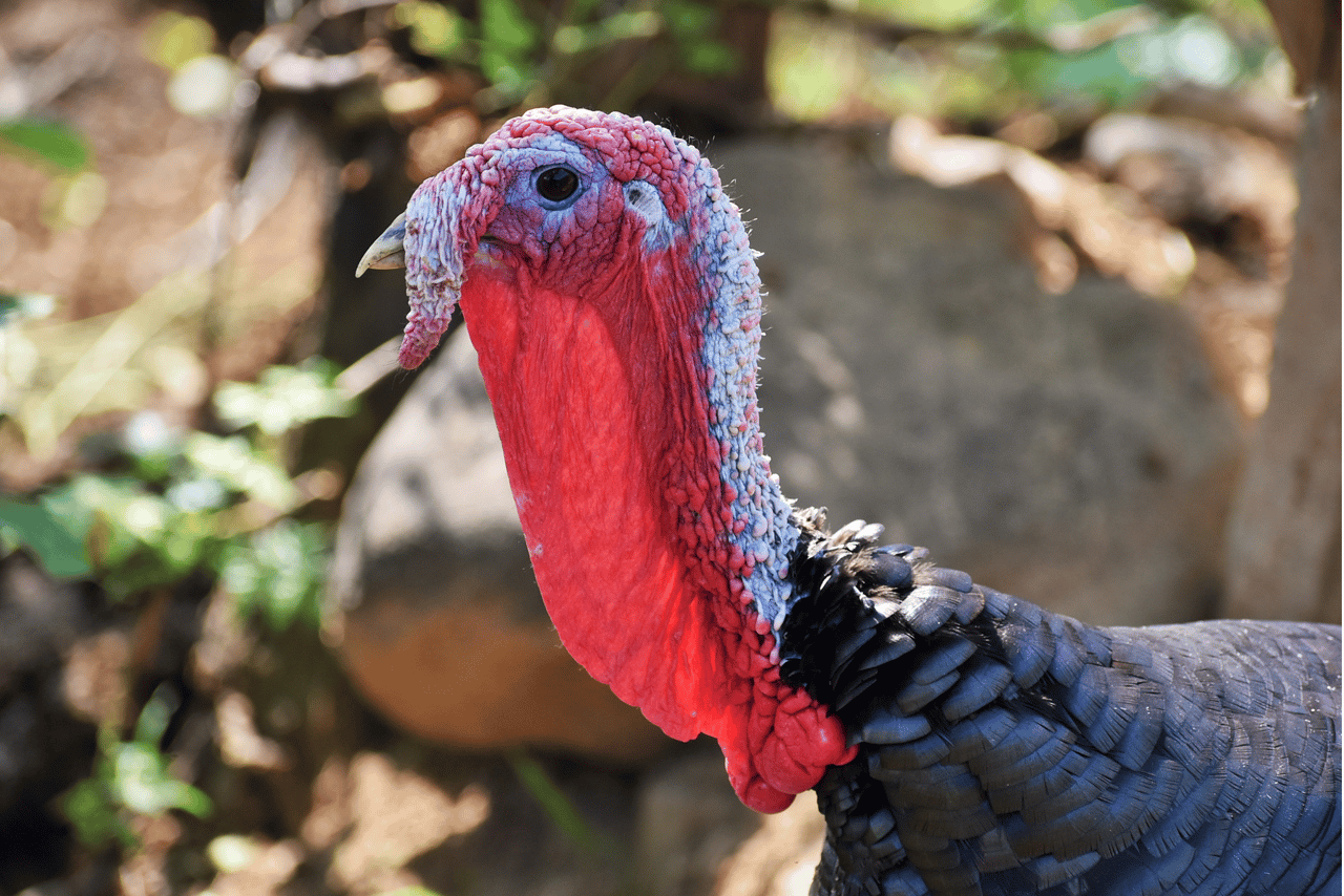 Acercamiento a la cabeza roja de un pavo.