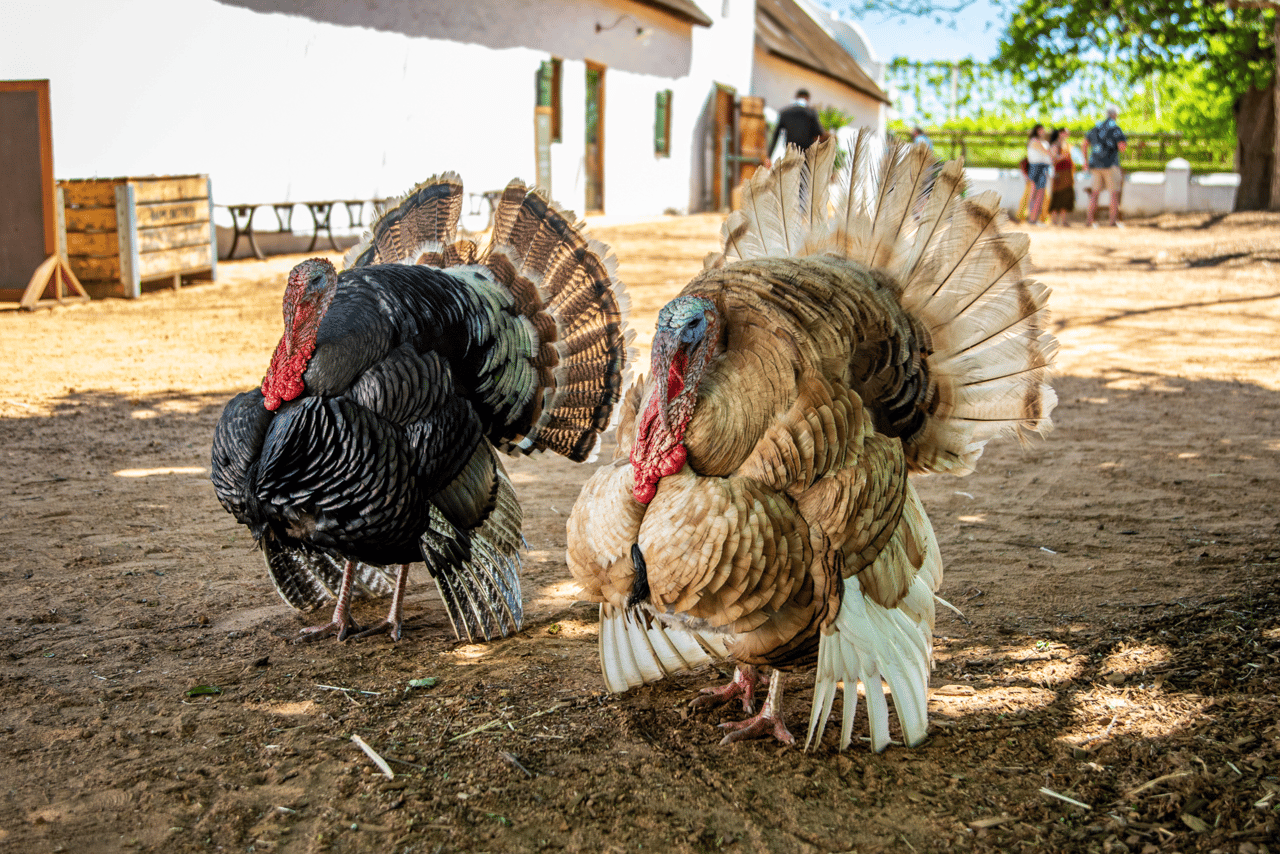 Un pavo macho y un pavo hembra juntos en un santuario.