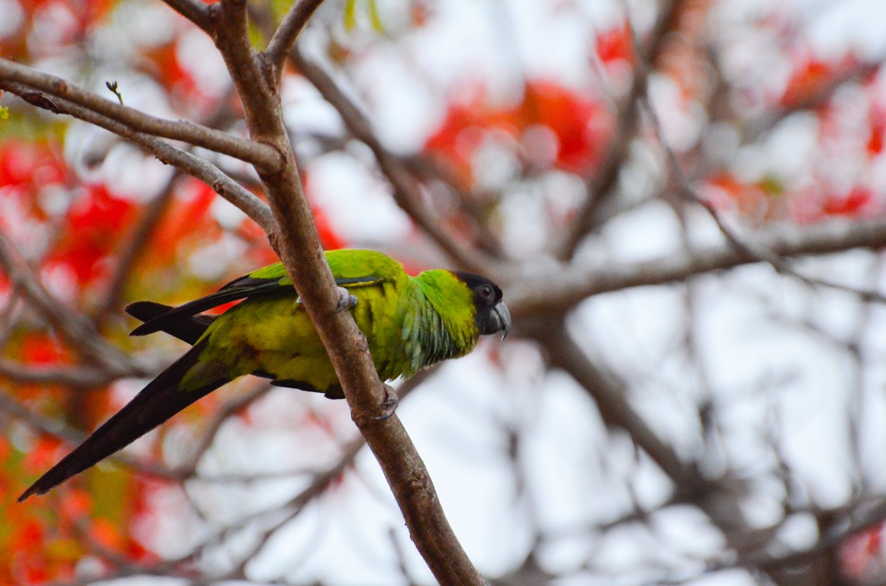 Perico nanday silvestre (Aratinga nenday) posado en una rama en el Pantanal, Brasil.