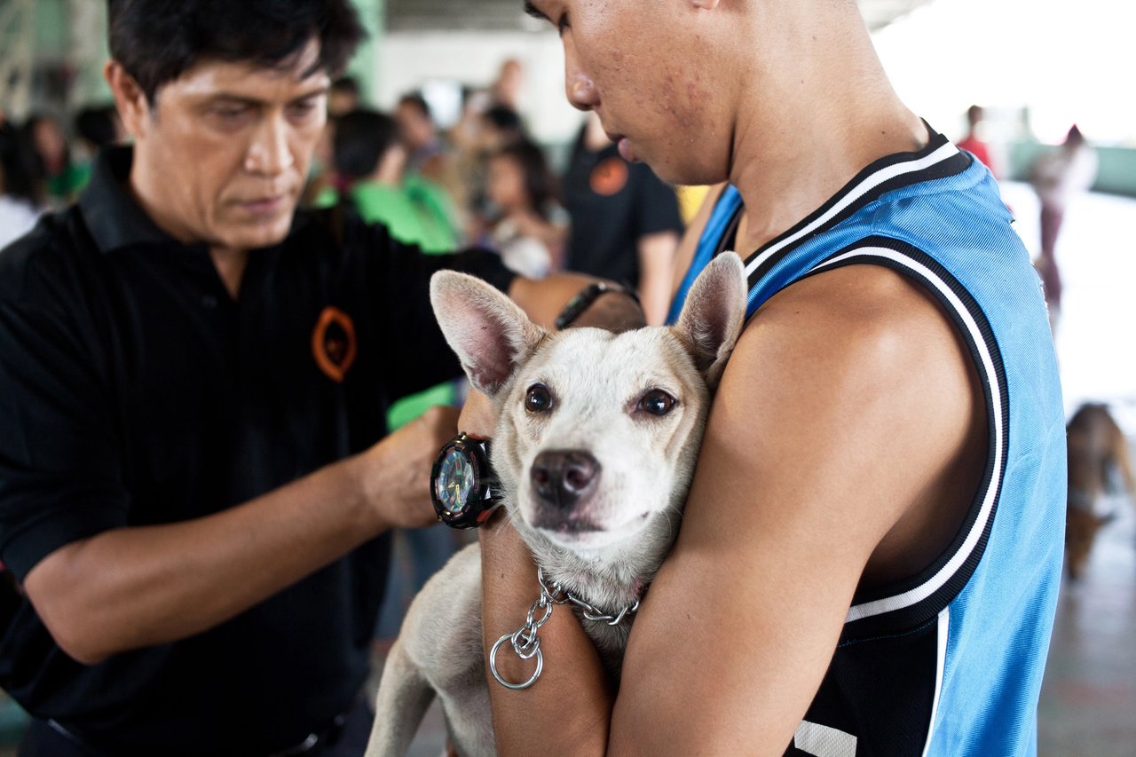 Un perro rescatado por World Animal Protection durante desastres