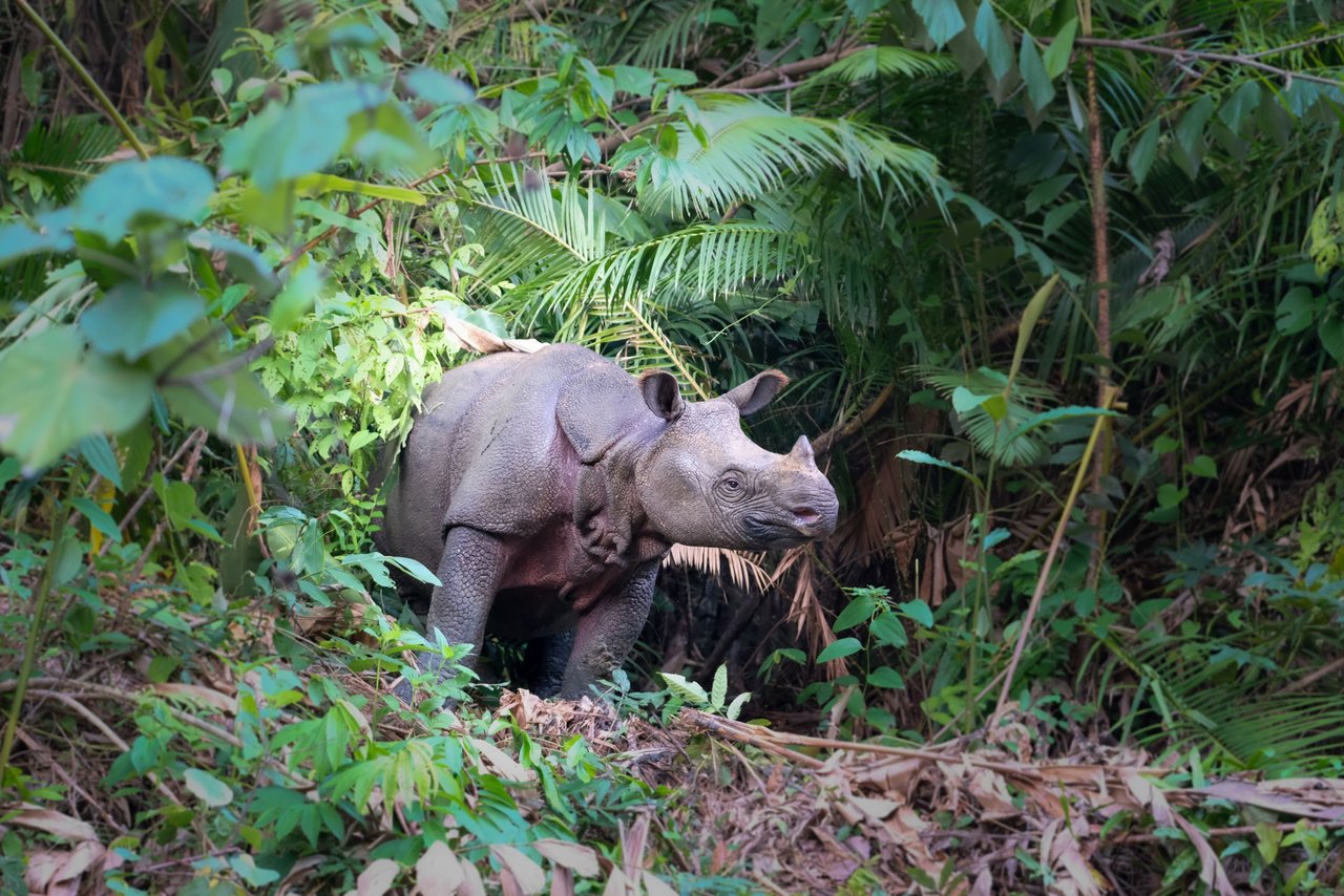 Un rinoceronte de Java libre en la naturaleza.