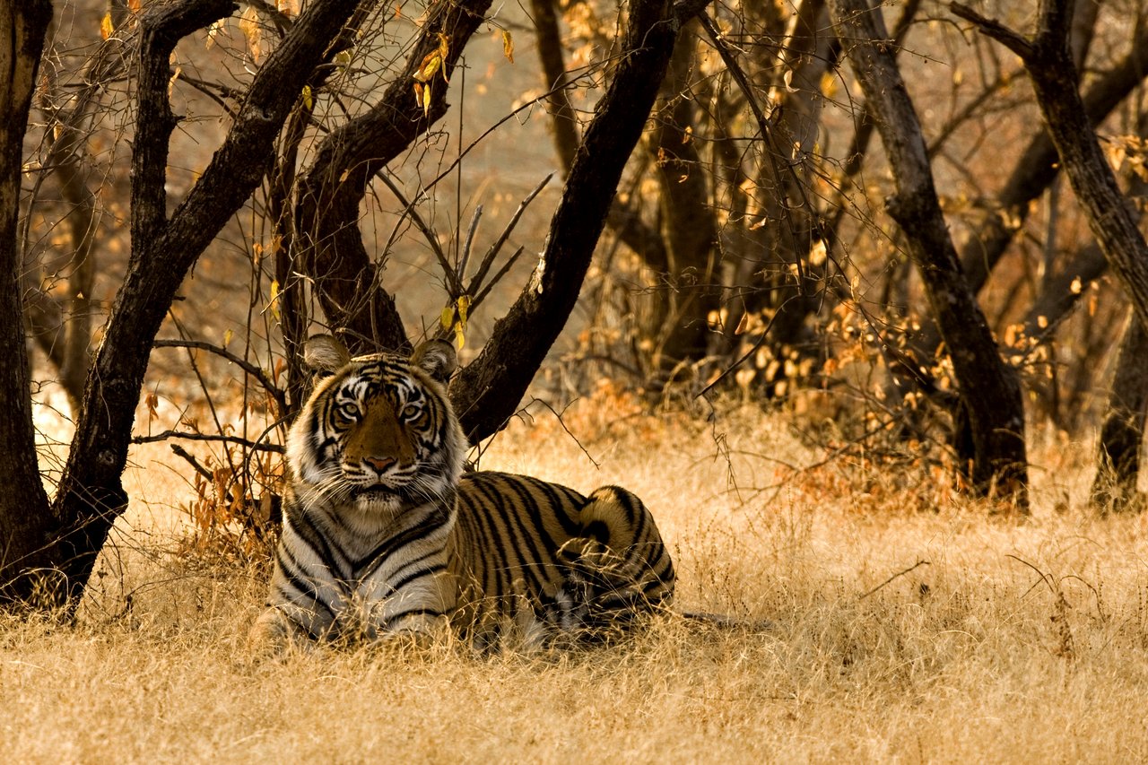 Un tigre libre en su hábitat natural.