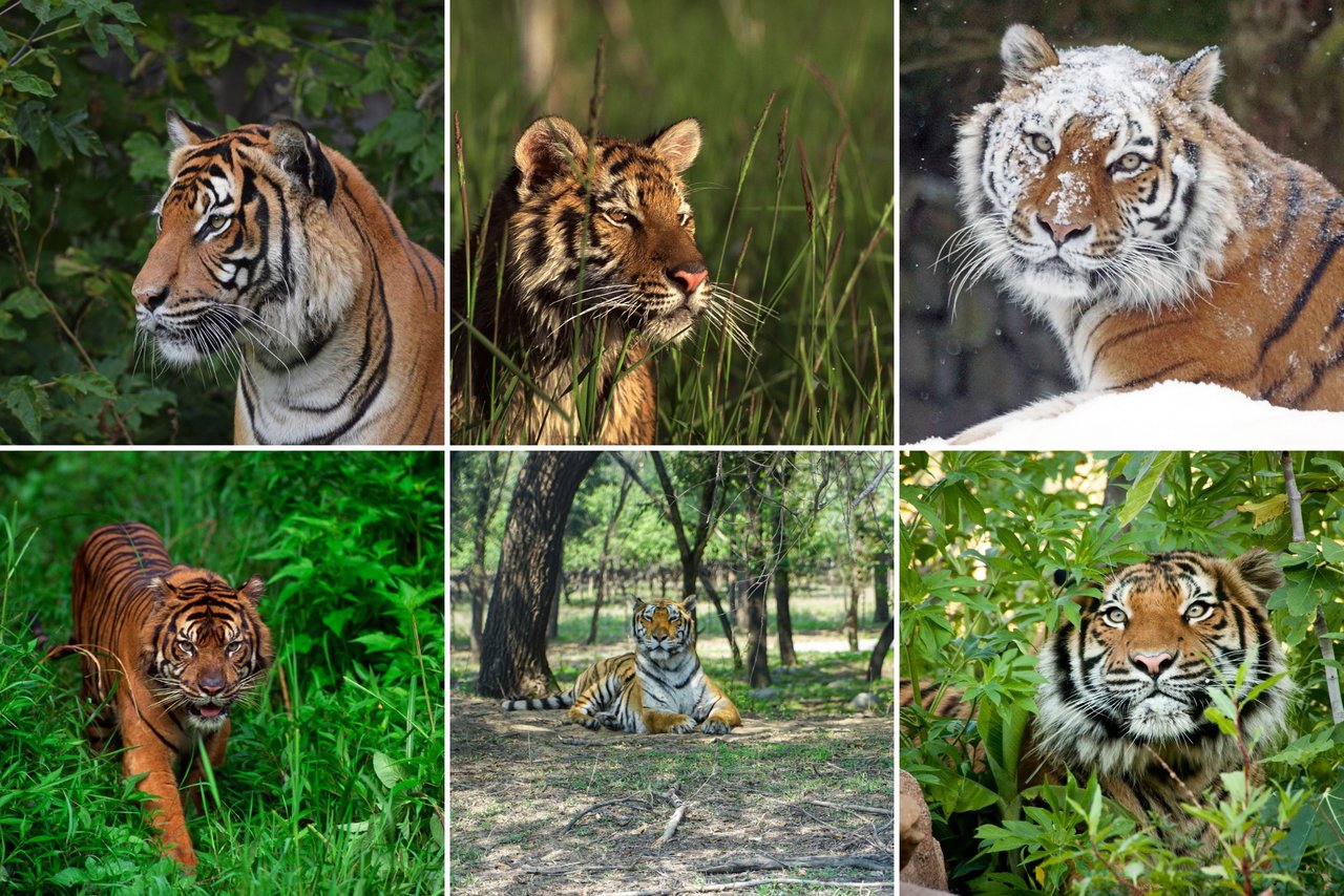 Gráfica muestras las seis subespecies de tigres.