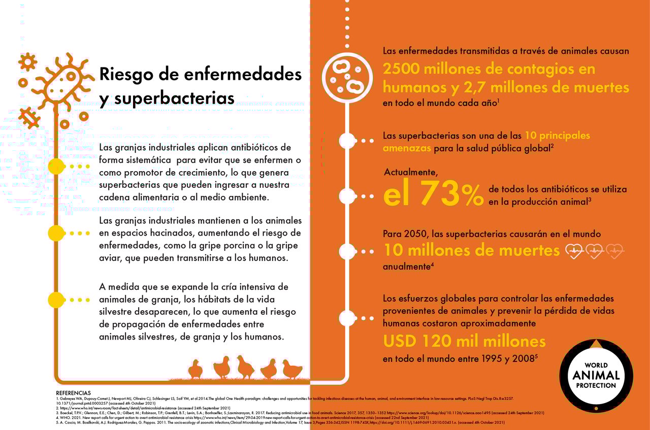 Infográfico muestra como las granjas industriales contribuye al riesgo de enfermedades y superbacterias