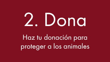 Haz tu donación para proteger a los animales
