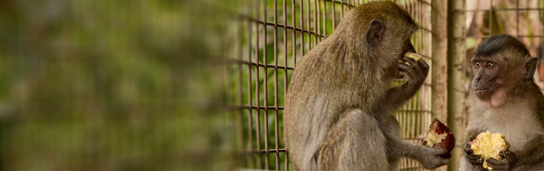 Unyil y Ucil, dos monos macaques comparten comida.