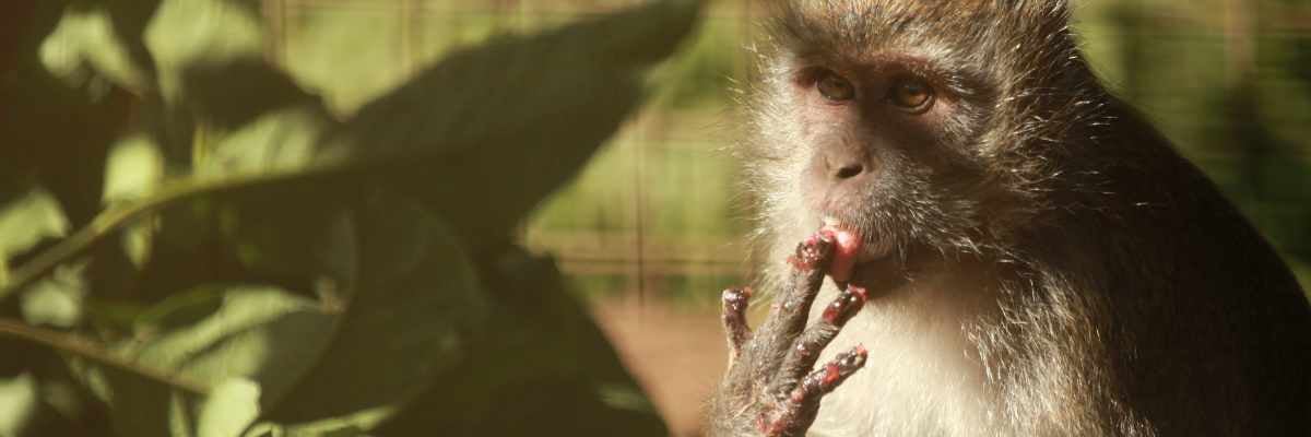 Un mono macaco se lame los dedos después de comer fruta.