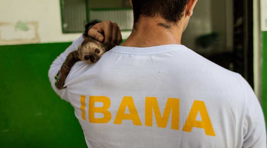IBAMA vet small sloth. Credit: Noelly Castro