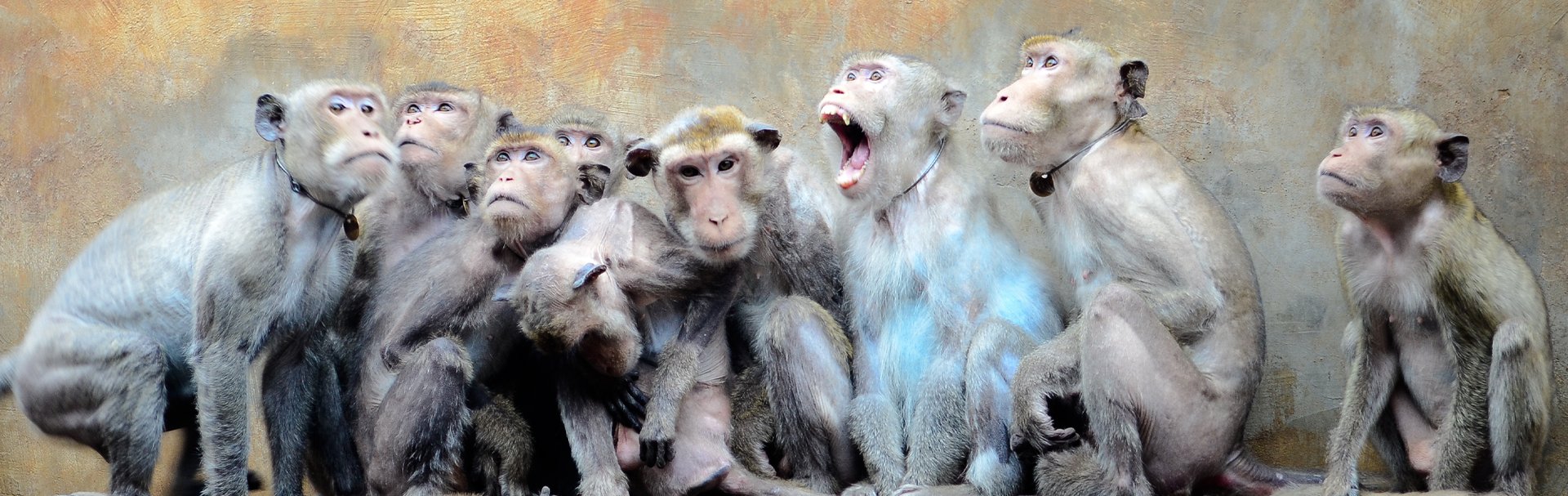 Macaque farm in Vietnam. Credit:Dr Jan Schmidt-Burbach