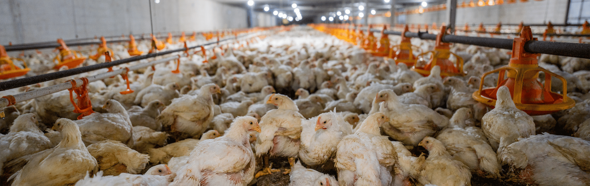 Chicken broiler in Thailand. Credit: Haig / World Animal Protection / We Animals Media