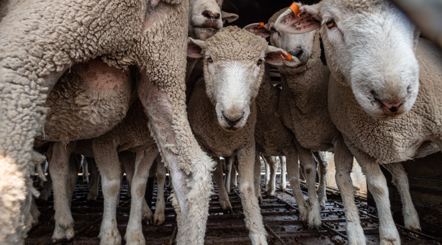 Sheep at a sale yard. Credit: Jo-Anne McArthur / We Animals Media