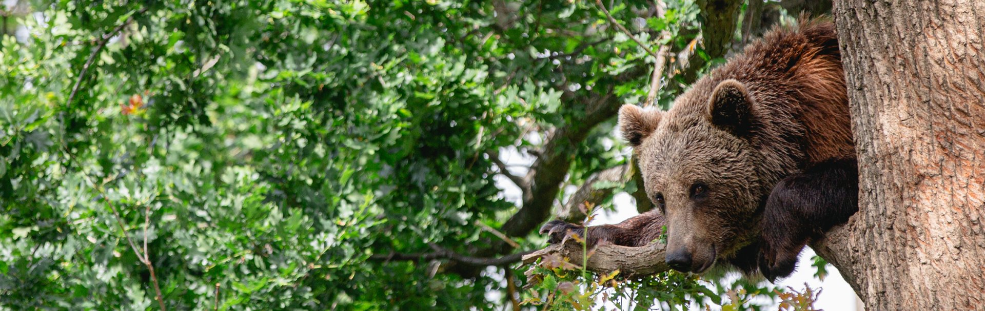 Kenya at Libearty bear sanctuary. Credit: World Animal Protection