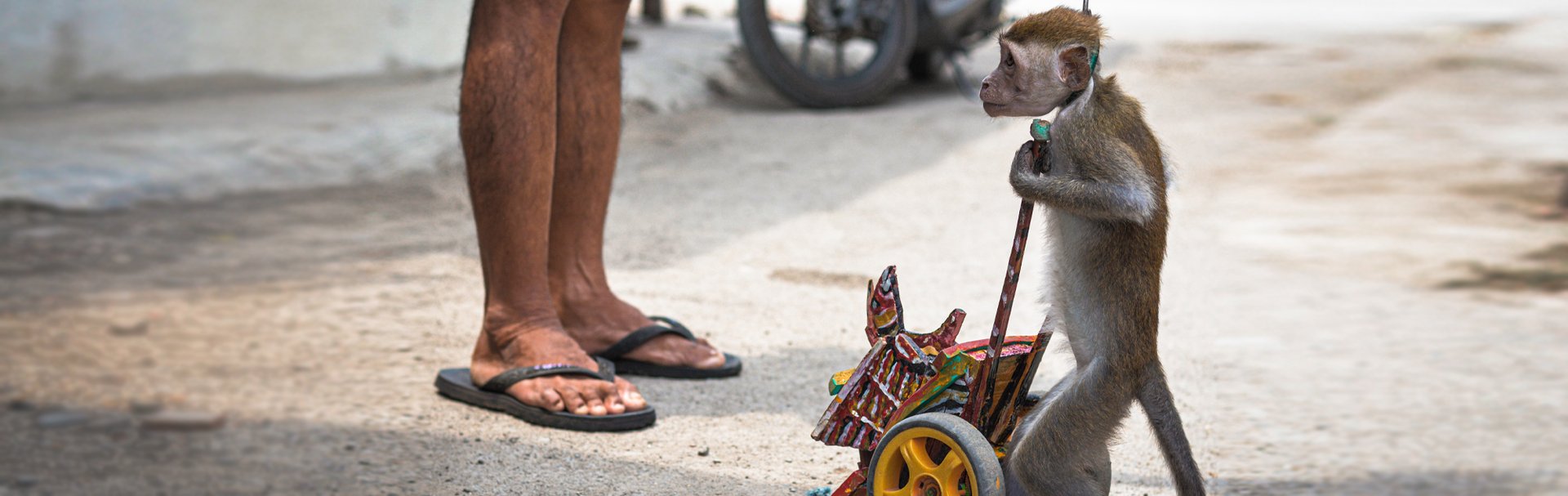 Dancing monkey before being rescued. Credit: Jakarta Animal Aid Network