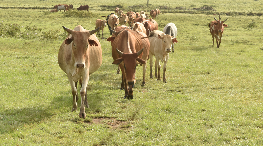 Small-scale livestock farm Narok. Credit: World Animal Protection