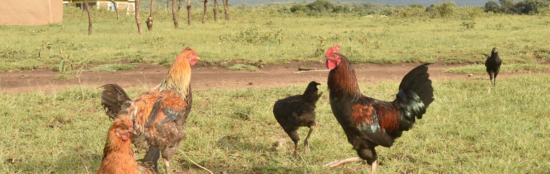 Small-scale chicken farm Narok. Credit: World Animal Protection