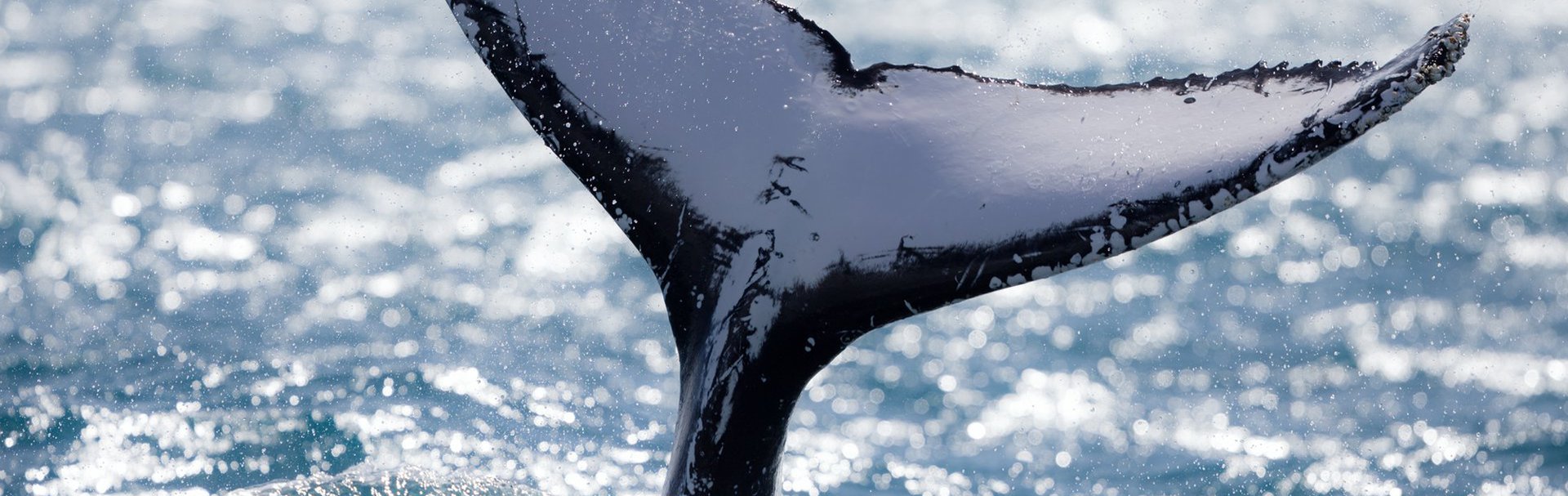 Hervey Bay Whale Heritage Area. Credit: Fraser Coast Tourism & Events