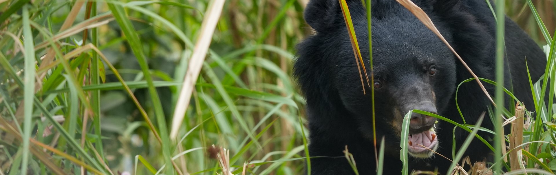 Chinh at bear sanctuary Ninh Binh. Credit: FOUR PAWS Viet / Jeremy Lamberton
