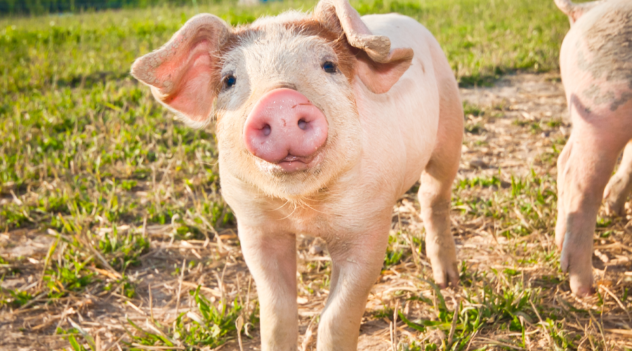 Pig on a pigfarm in Dalarna Sweden. Credit: talseN/Shutterstock