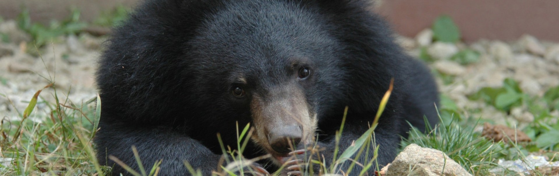 Moonbear cub at Endangered Species Preservation Centre, South Korea