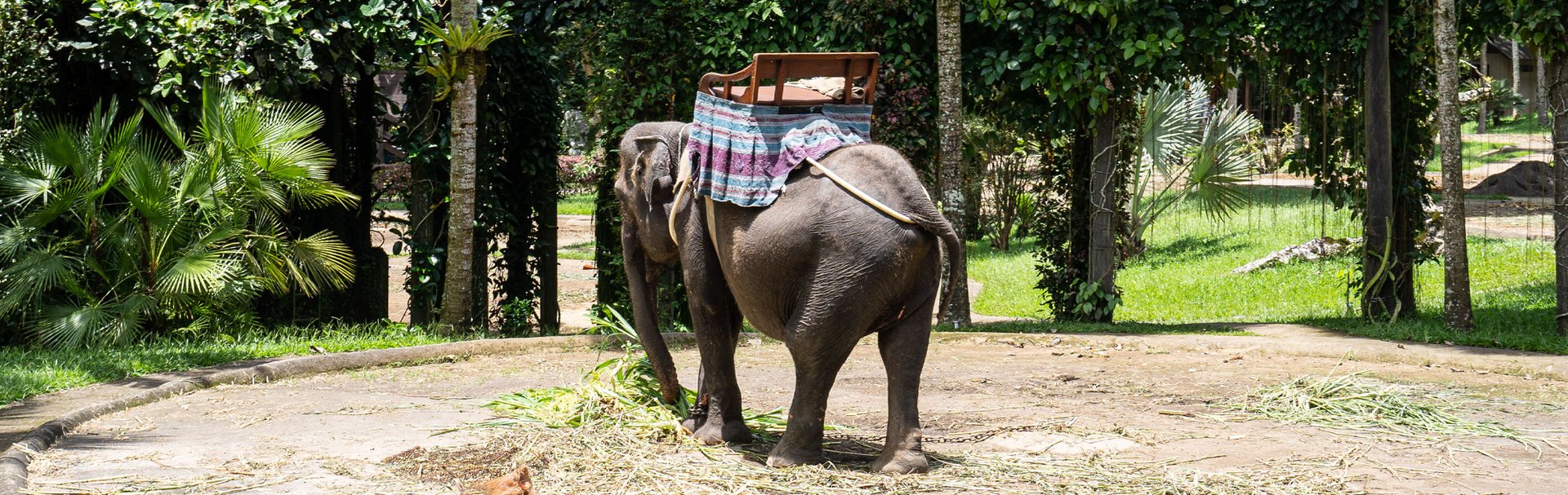 Elephant forced to carry paying tourists for entertainment