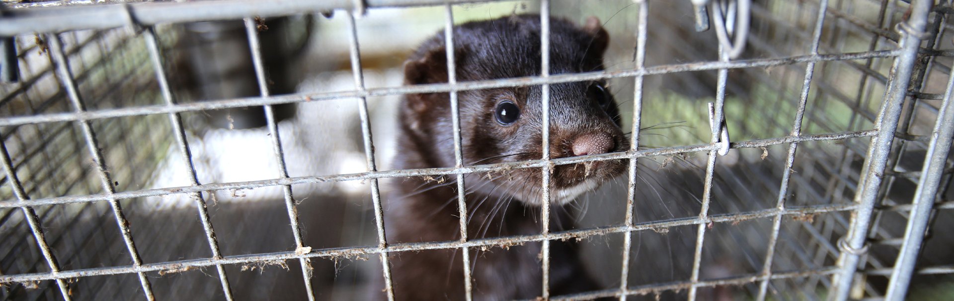 European mink cage grown for fur
