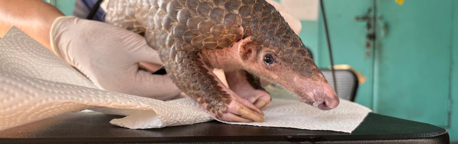 Peter the pangolin receiving a medical check-up