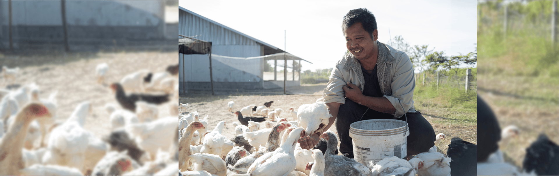 Higher-welfare chicken farm, Thailand