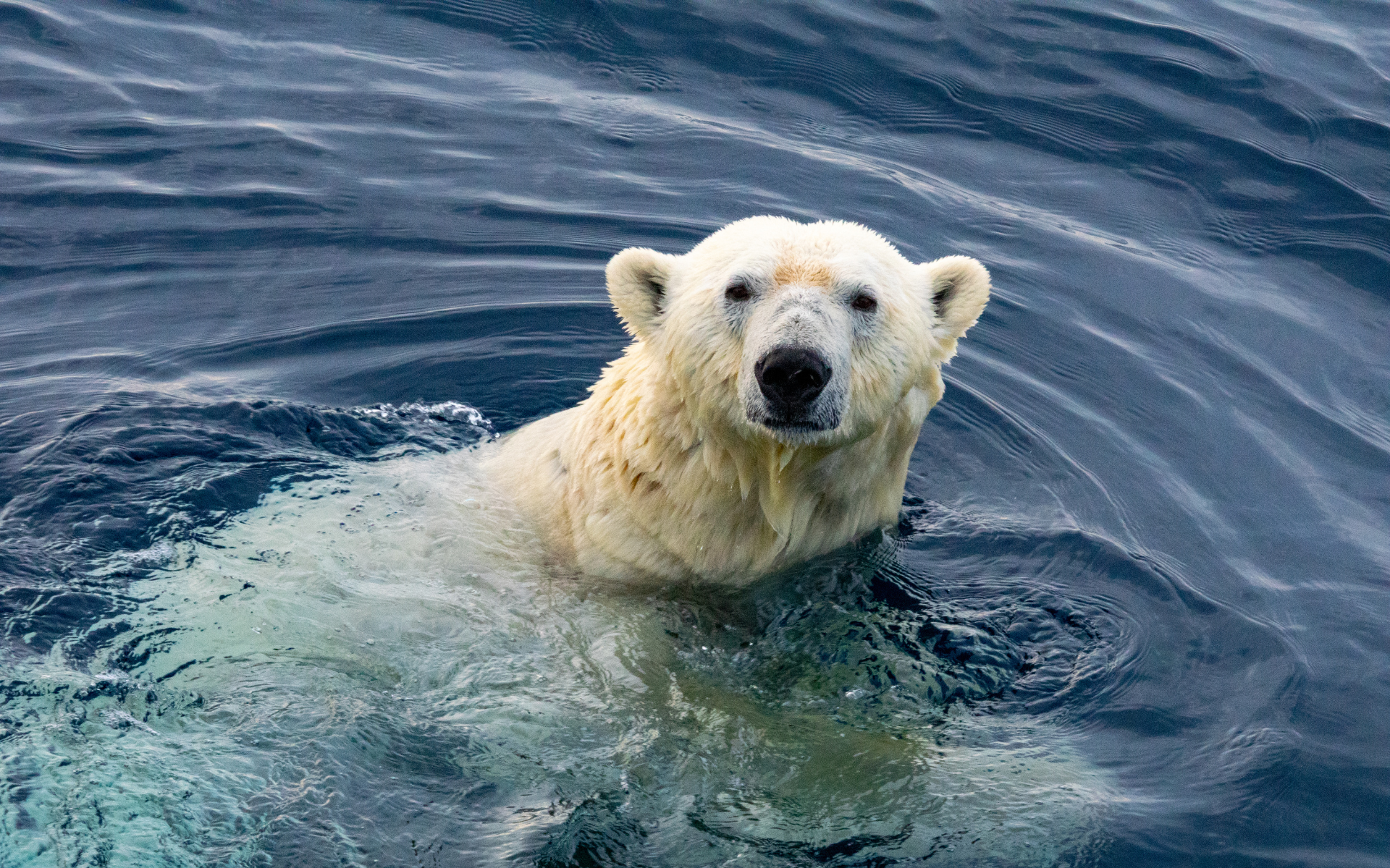 Un oso polar nadando mientras ve a la cámara.